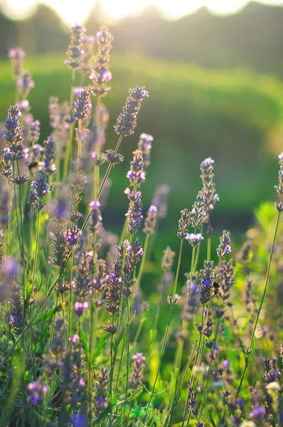 Lavendel — Stockfoto