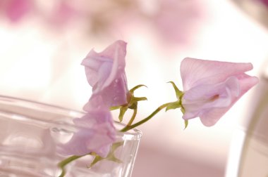 Tatlı bezelye çiçeği