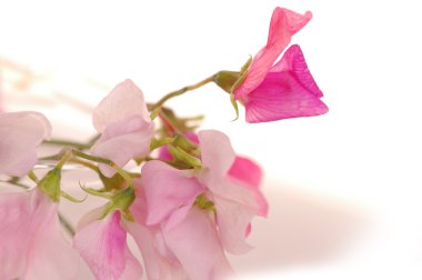 Tatlı bezelye çiçeği