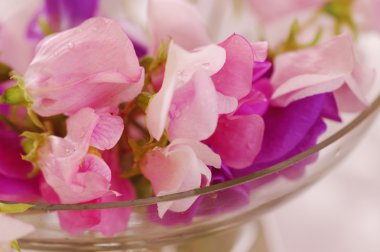 Tatlı bezelye çiçeği