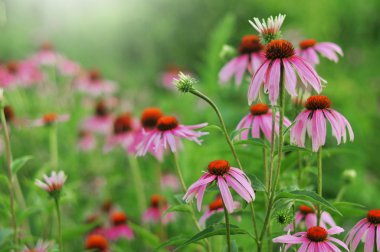 Echinacea purpurea