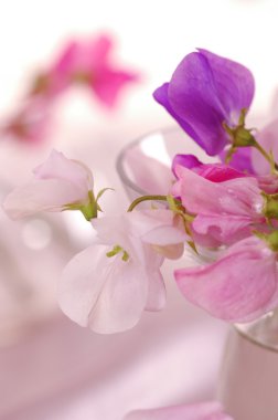 Tatlı bezelye çiçeği