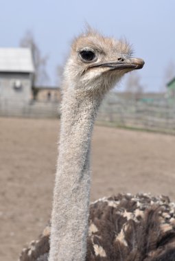 devekuşu