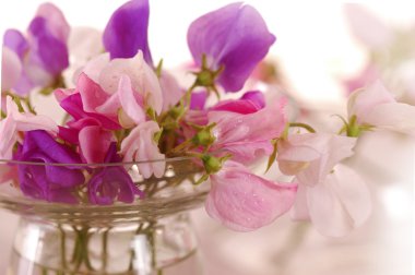 Tatlı bezelye çiçeği