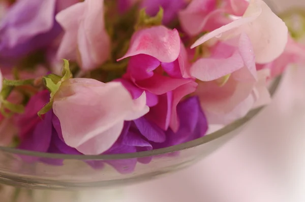 Sweet peas flower