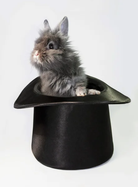 Rabbit bunny in top hat — Stockfoto
