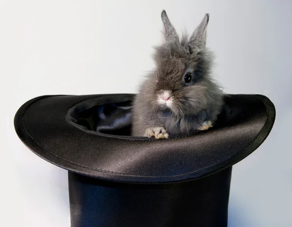 Rabbit bunny in top hat — Stok fotoğraf