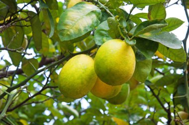 limon dallimones en una rama