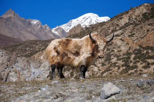Long-haired yak — Stock Photo, Image