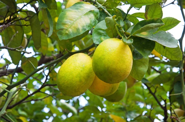 limon dallimones en una rama