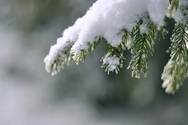 çam ağacı süsleyin
