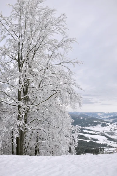 Bosque de invierno —  Fotos de Stock