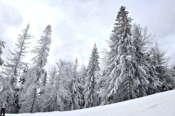 Bosque de invierno —  Fotos de Stock