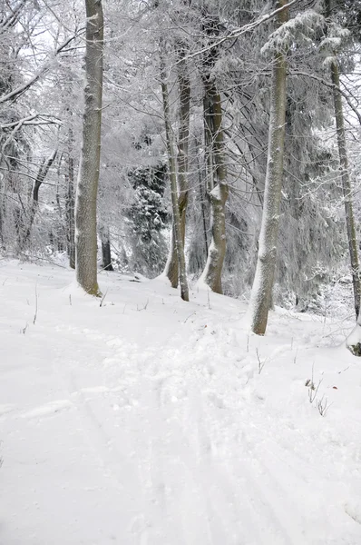 Floresta de Inverno — Fotografia de Stock