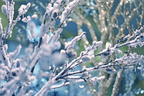 Schöne schneebedeckte Äste eines Baumes — Stockfoto