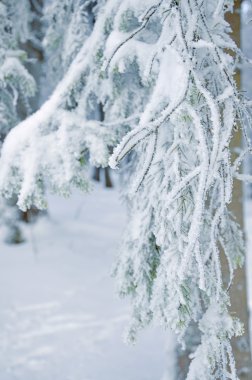 Frost'un üzerinde bir ağaç dalları