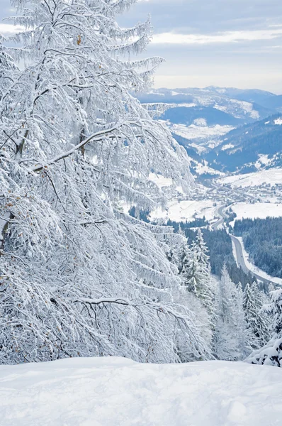Inverno floresta coberta de neve — Fotografia de Stock