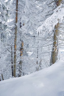 Kış karla kaplı orman