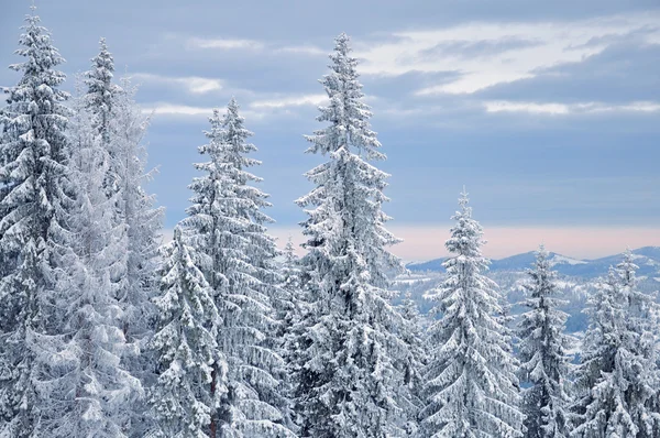 Bosque cubierto de nieve de invierno —  Fotos de Stock