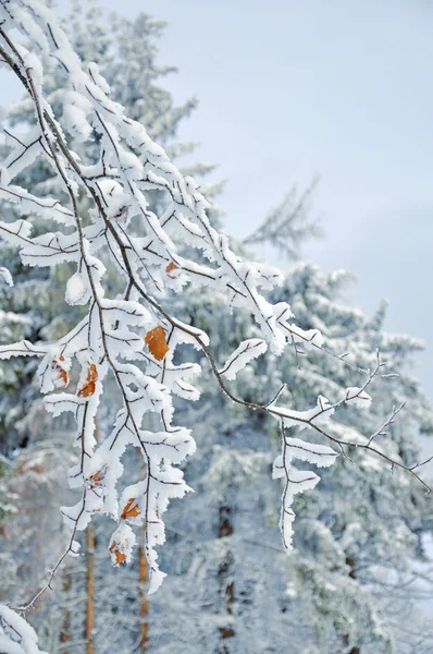 Folhas geladas cobertas de neve — Fotografia de Stock