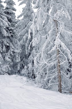 Kış karla kaplı orman