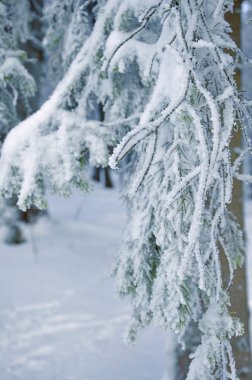 Frost'un üzerinde bir ağaç dalları