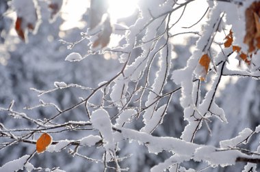 Frost'un üzerinde bir ağaç dalları