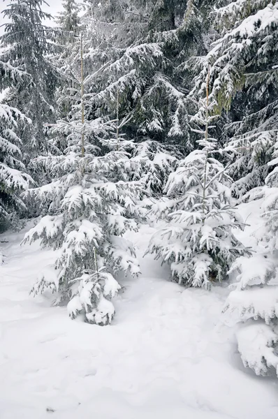 Sneeuw bedekte pijnboom — Stockfoto