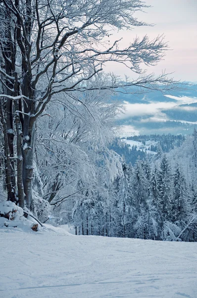 Bosque cubierto de nieve de invierno —  Fotos de Stock