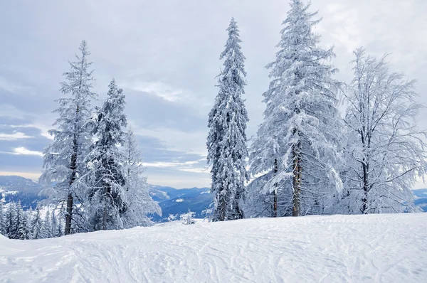 Bosque cubierto de nieve de invierno —  Fotos de Stock