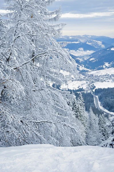 Inverno floresta coberta de neve — Fotografia de Stock