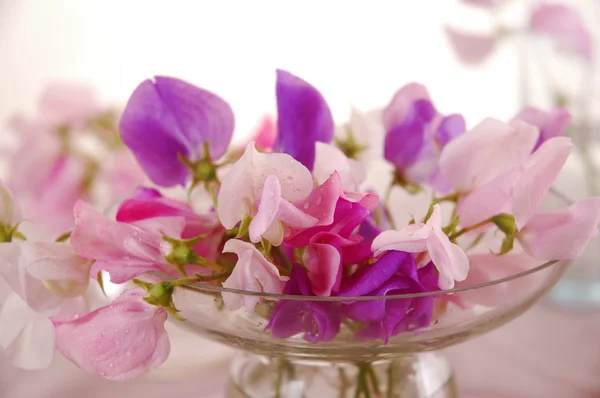 Tatlı bezelye çiçeği — Stok fotoğraf