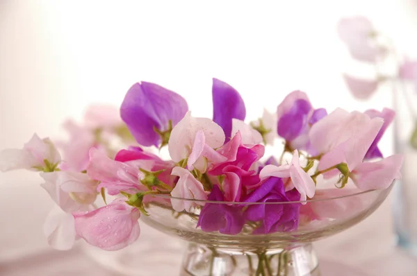 Tatlı bezelye çiçeği