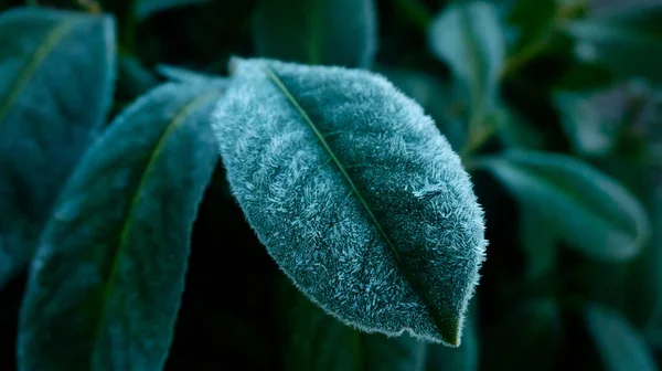 crystals of hoar frost on leaves