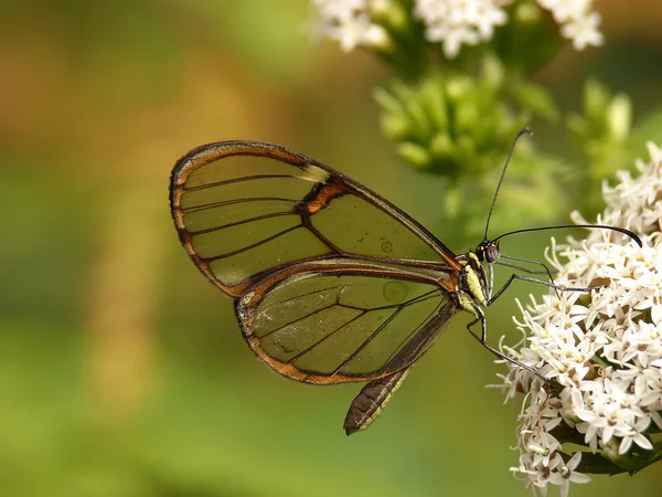 Borboleta de cristal em uma selva — Fotografia de Stock