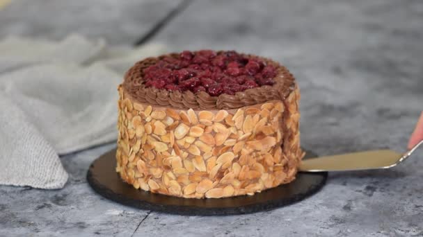 Délicieux gâteau aux cerises au chocolat fait maison avec des flocons d'amandes. — Video