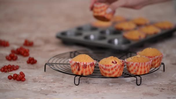 Čerstvě Upečené Červené Rybízové Muffiny Chladicím Regálu — Stock video