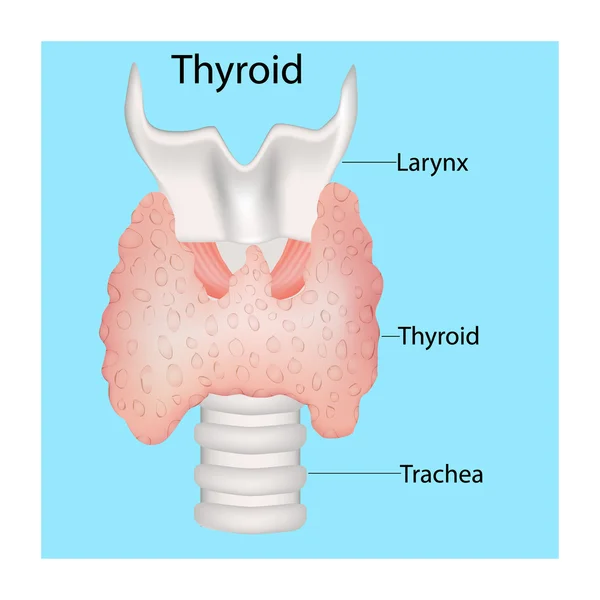 Tireóide. Infográficos médicos. Glande tiroide humana —  Vetores de Stock