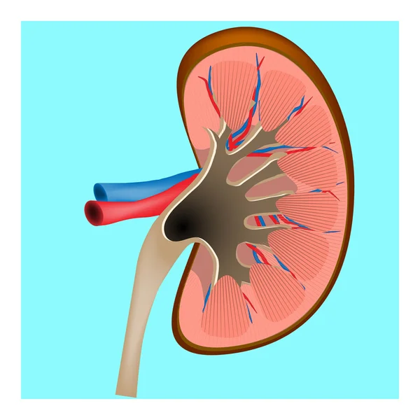 Nier. Dwarsdoorsnede van de menselijke nieren — Stockvector