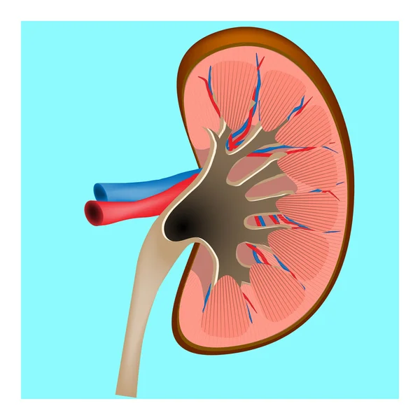 Rim. Secção transversal do rim humano — Vetor de Stock