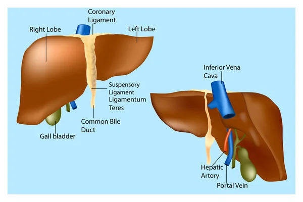 Anatomia do Fígado Humano. A estrutura médica do fígado. Diagrama vetorial — Vetor de Stock