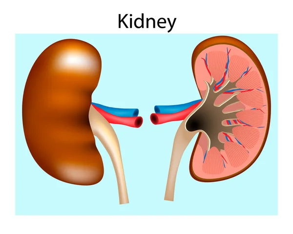 Anatomy Of The Human Kidney. Cut Section of Kidney. Blood Supply and Internal Structure — Stock Vector