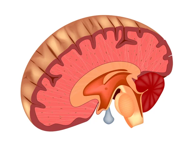 Ilustração vetorial da estrutura cerebral —  Vetores de Stock