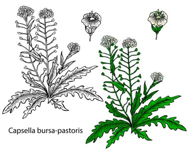 Capsella bursa-pastoris. Shepherd'ın-çanta