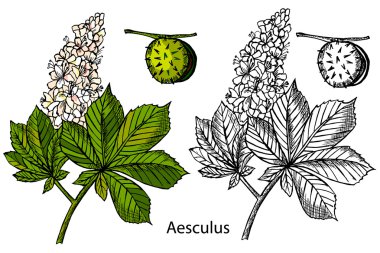 Aesculus. Buckeye. At kestanesi. Kestane. Tıbbi bitki