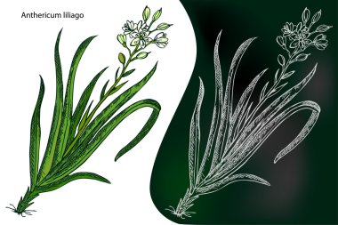 Anthericum liliago. St. Bernard Lily. Anthericum ramosum. Vektör çizim