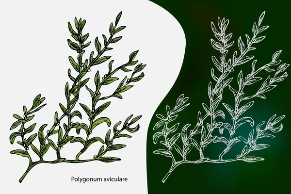 Poligono avicolare. Nodo di erba comune. Illustrazione vettoriale — Vettoriale Stock