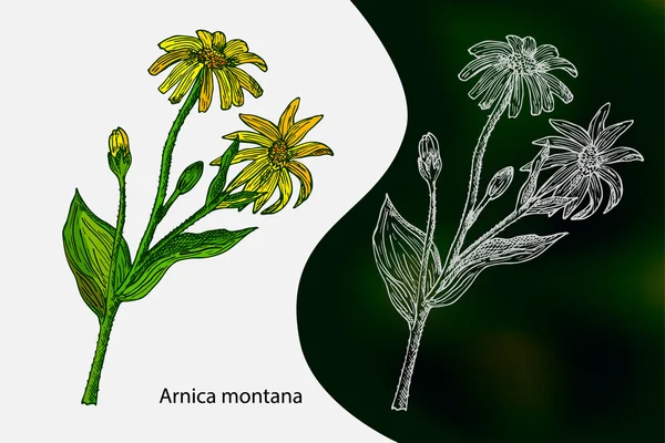 Arnica montana. Ervas e plantas medicinais desenhadas à mão. Ilustração vetorial. Herbalismo —  Vetores de Stock