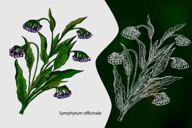 Symphytum officinale. El tıbbi otlar çekilmiş. Tebeşir ile çizim