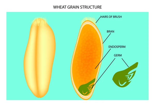 Estrutura de grãos de trigo —  Vetores de Stock
